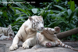 20090423 Singapore Zoo  75 of 97 